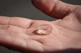 Image of Pacific sea gooseberry