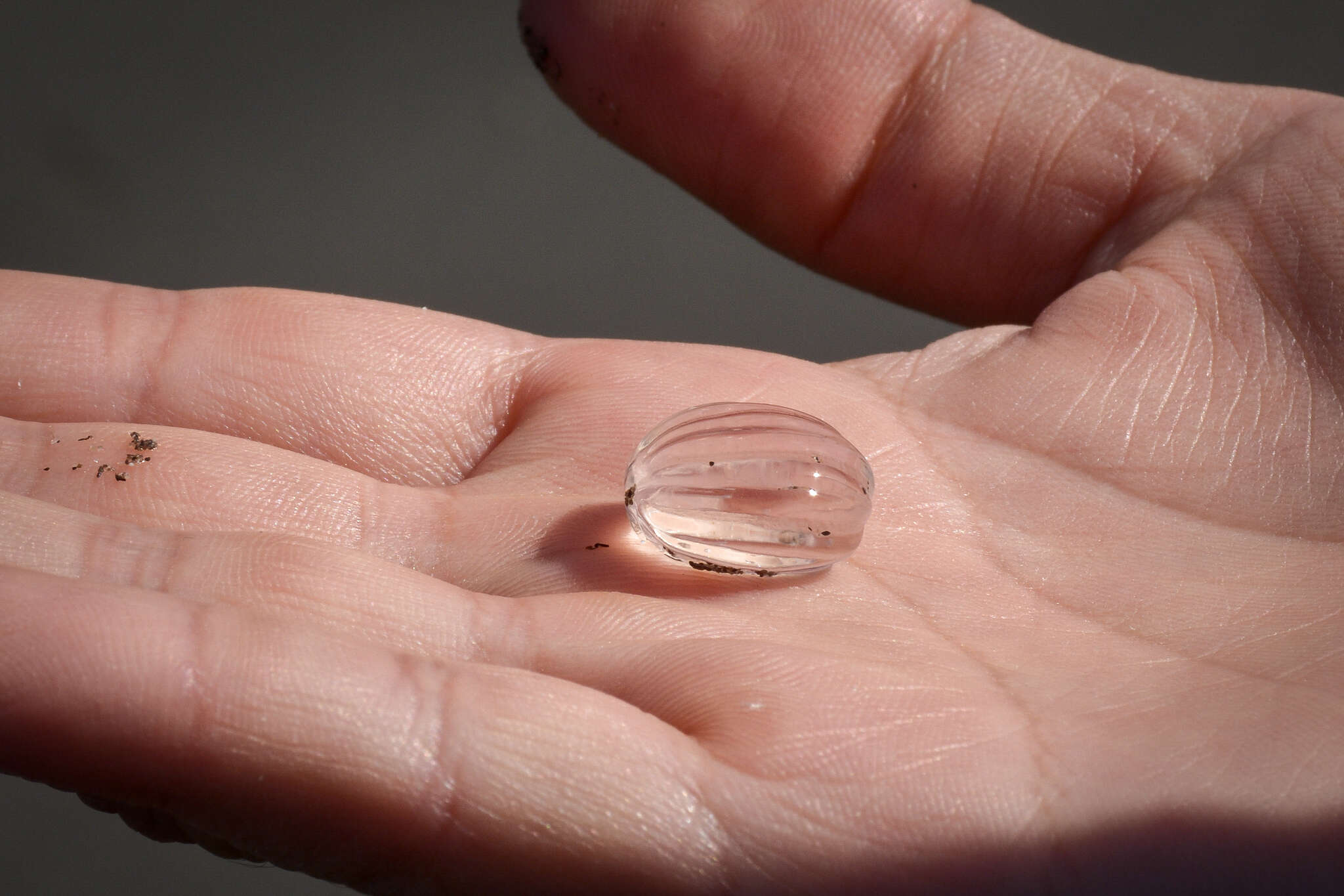 Image of Pacific sea gooseberry