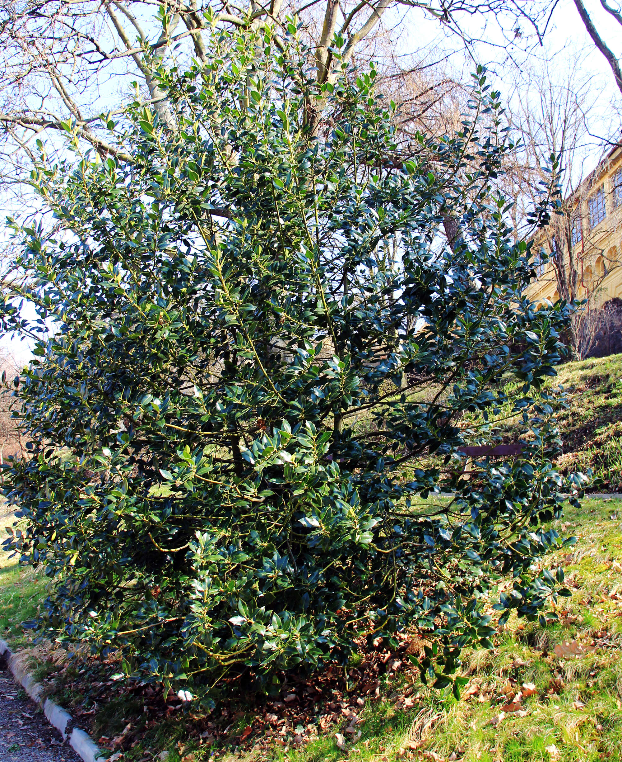 Image of English holly