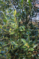 Image of English holly