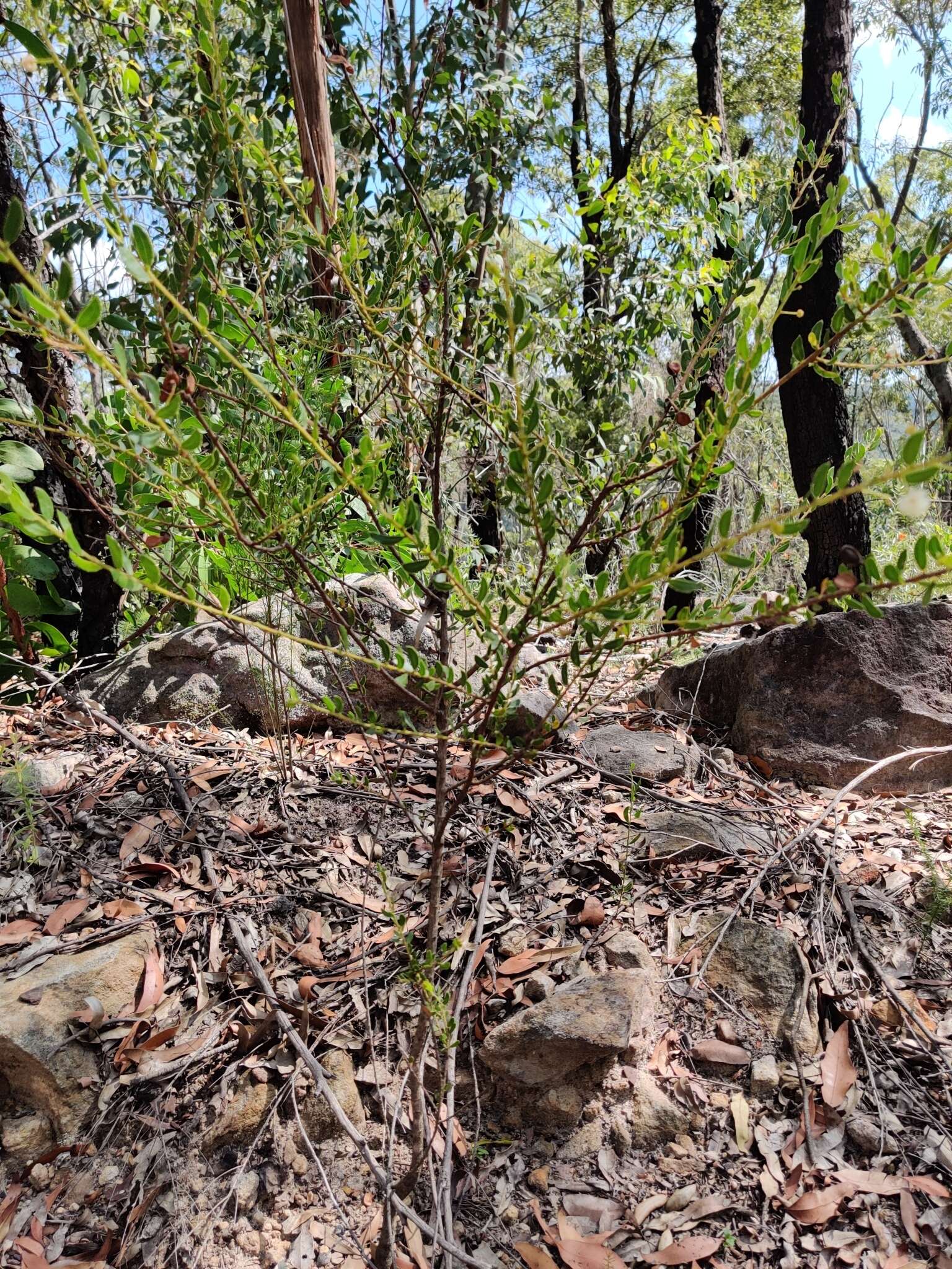 Plancia ëd Acacia hispidula (Sm.) Willd.