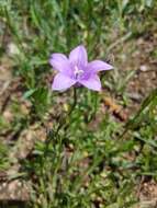 Image of Parry's bellflower