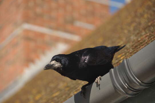 Imagem de Corvus frugilegus Linnaeus 1758