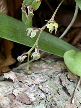 Plancia ëd Plectorrhiza tridentata (Lindl.) Dockrill