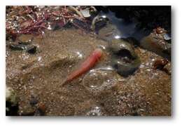 Image of Blind goby