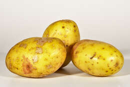 Image de patate