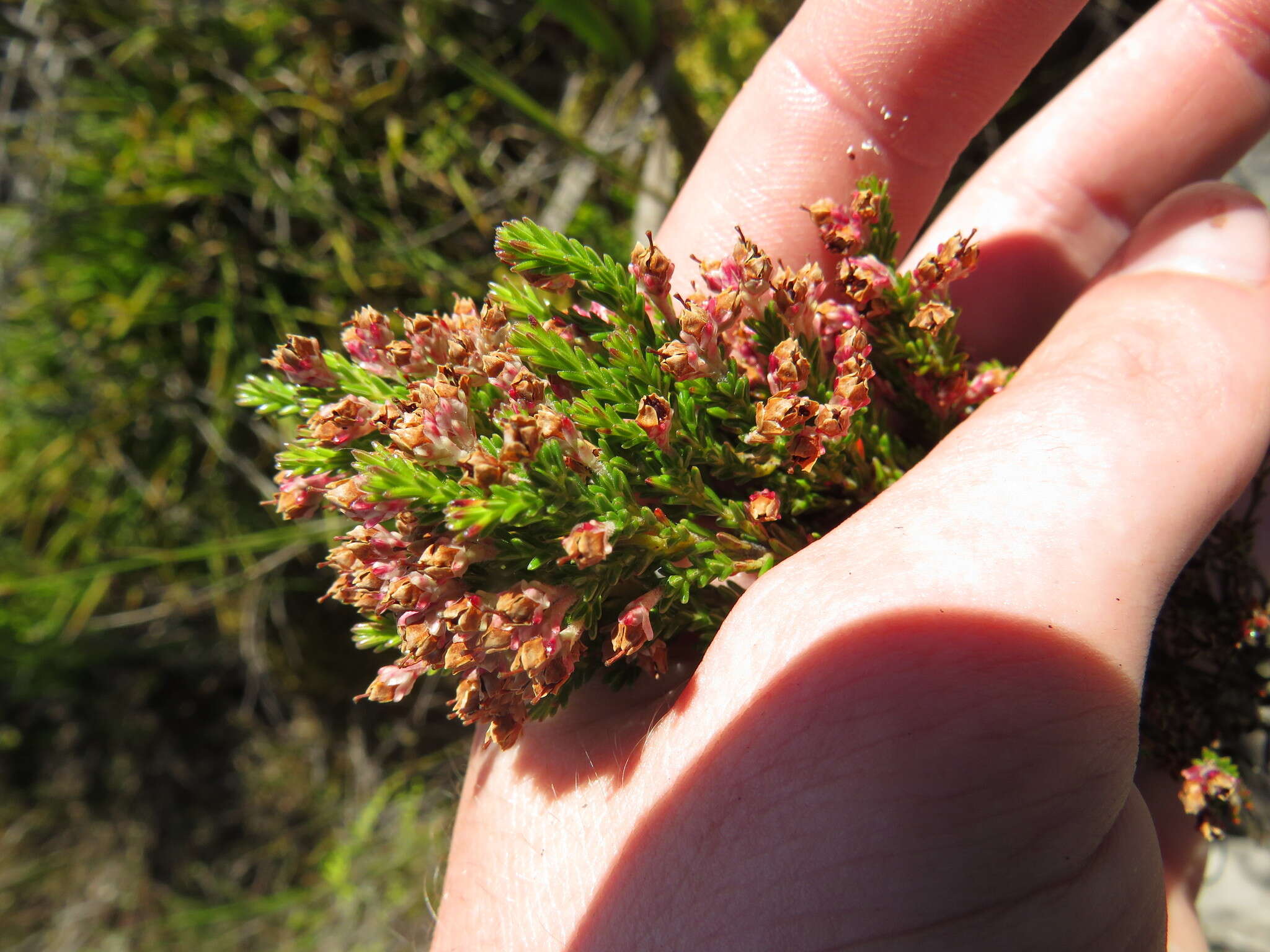 Image of Erica diosmifolia Salisb.