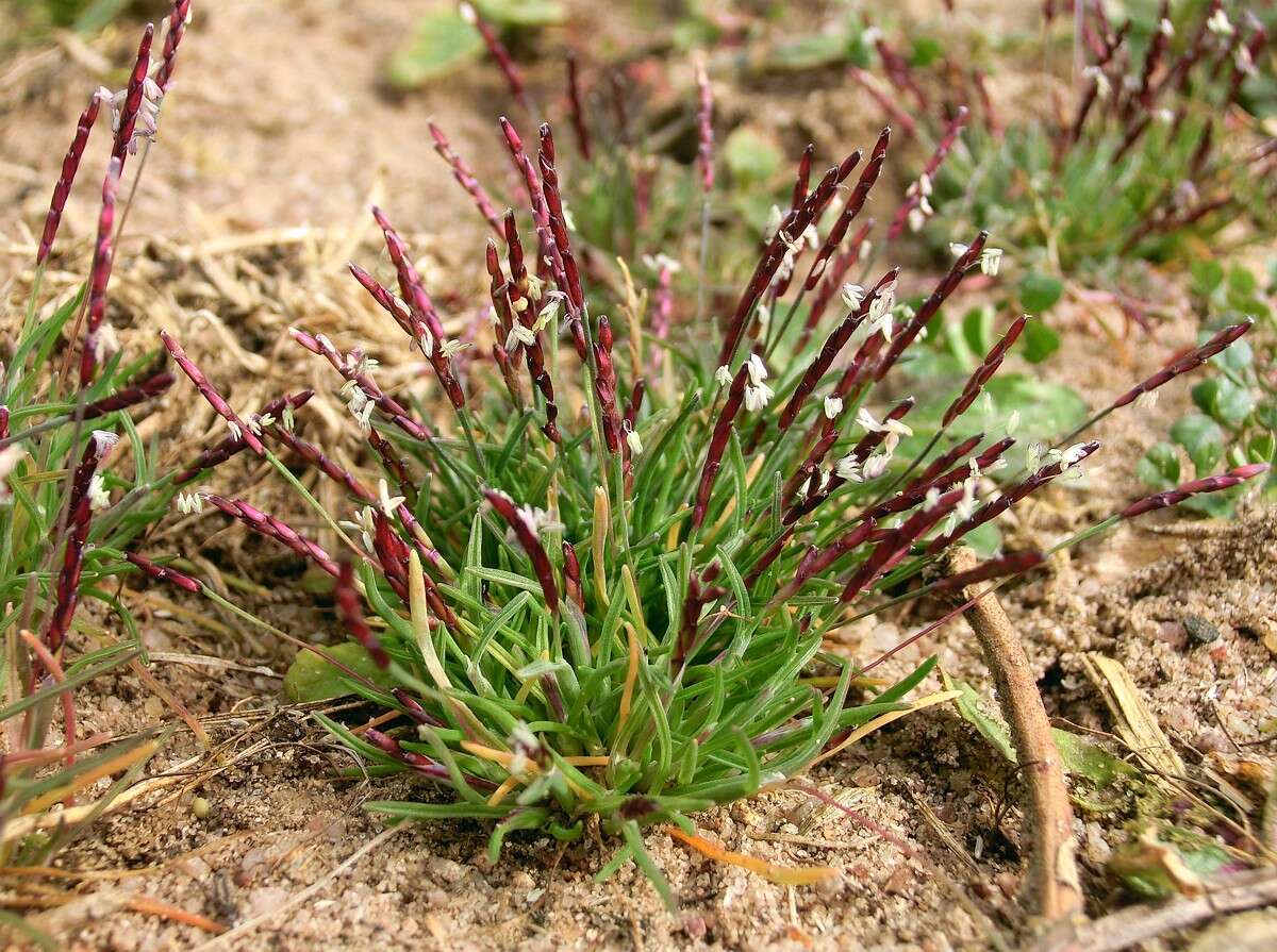 Image of sandgrass