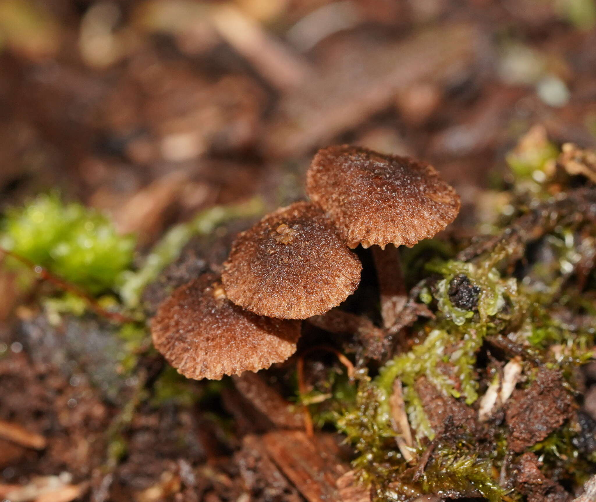 Image of Inocybe fibrillosibrunnea O. K. Mill. & R. N. Hilton 1987