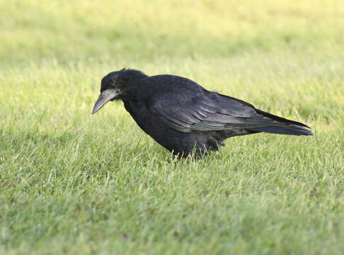 Imagem de Corvus frugilegus Linnaeus 1758