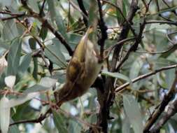 Image of Brown-headed Honeyeater