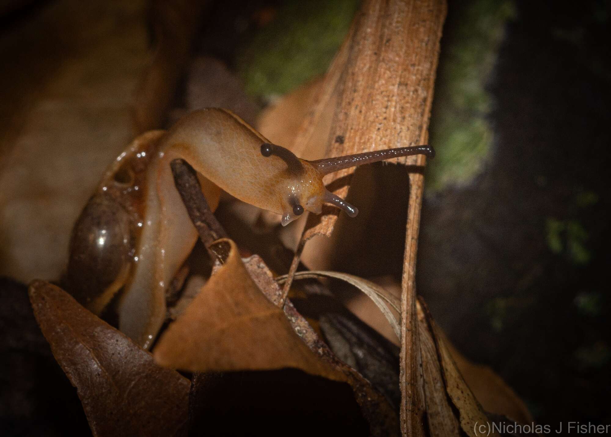 صورة Terrycarlessia bullacea (Reeve 1854)