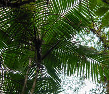 Image of Sierran palm