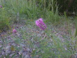 Plancia ëd Dalea gattingeri (A. Heller) Barneby