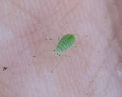 Image of Aphid