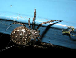 Image of Walnut Orb-Weaver Spider