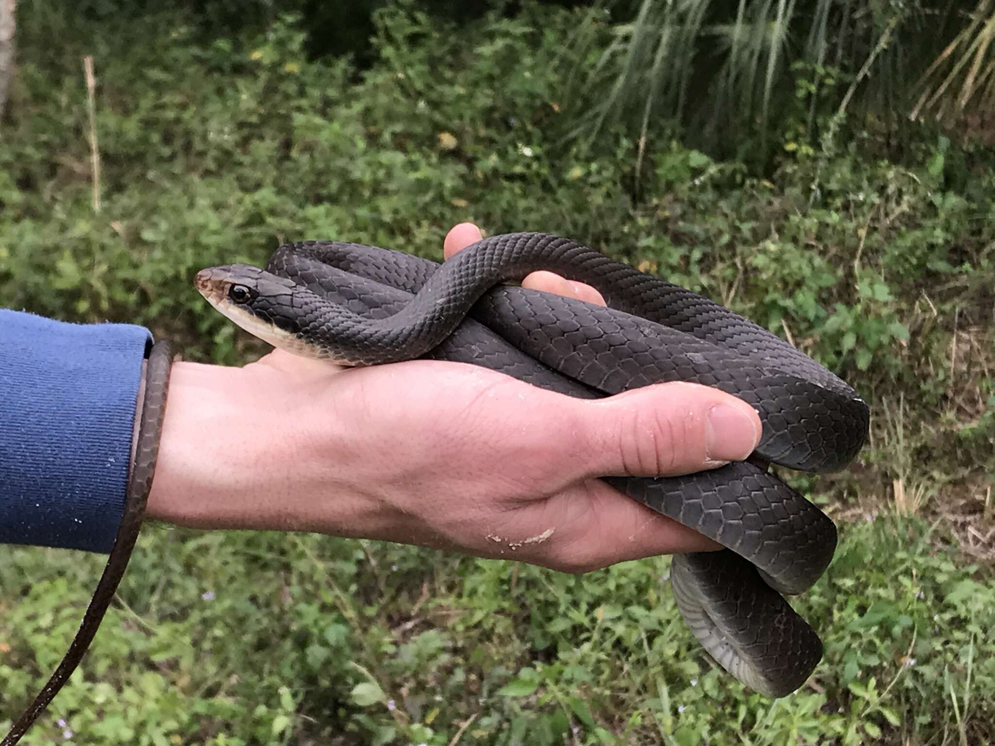 صورة Coluber constrictor paludicola Auffenberg & Babitt 1953