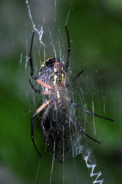 Image of Black-and-Yellow Argiope