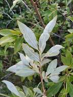 Salix divaricata Pall.的圖片