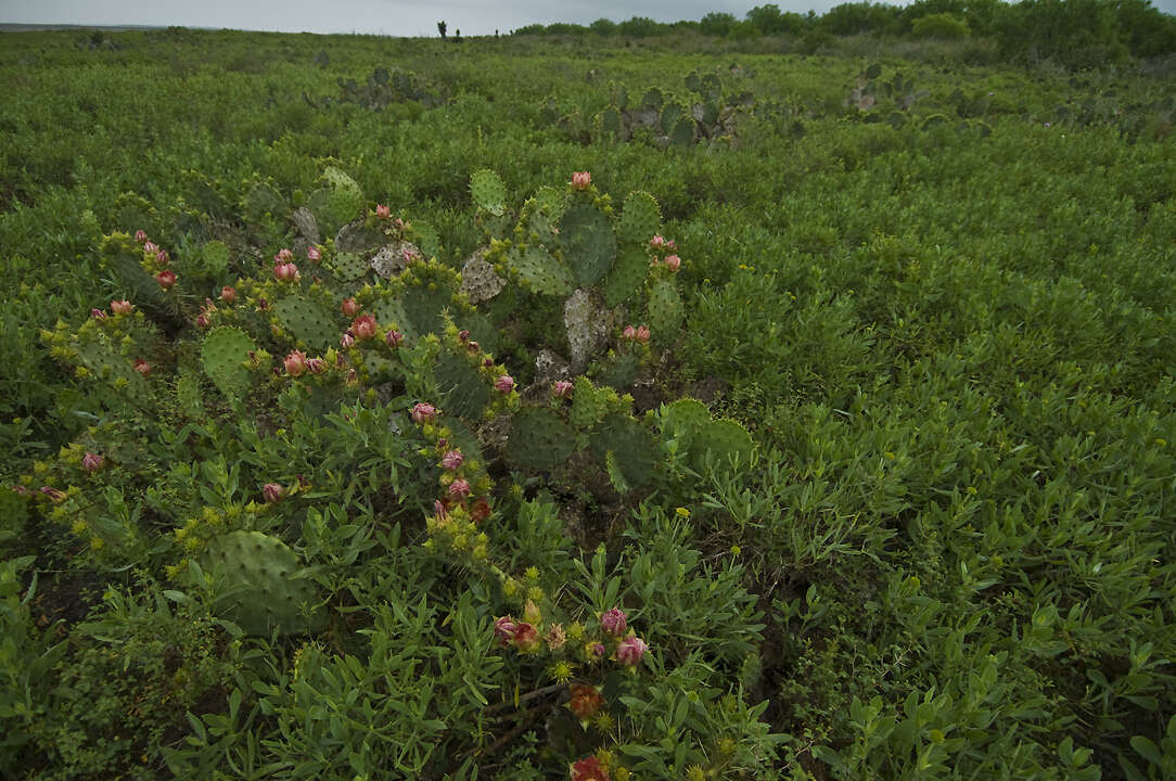 Opuntia gomei的圖片