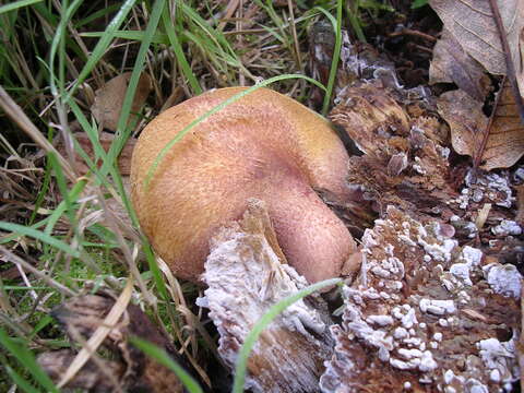 Image of Fistulinaceae