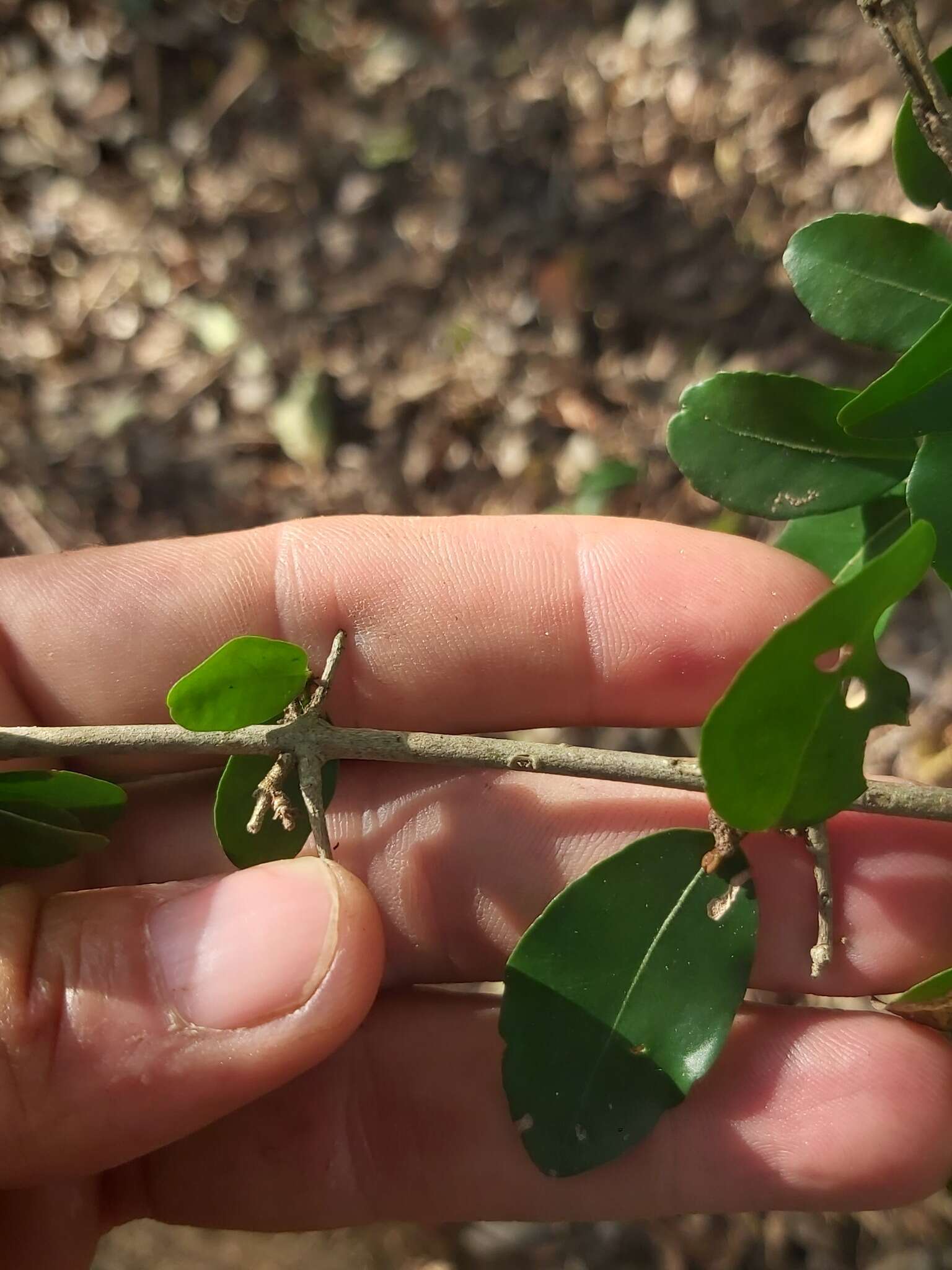 Image of <i>Loeseneriella <i>crenata</i></i> var. crenata