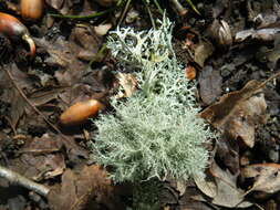 Image of ring lichen