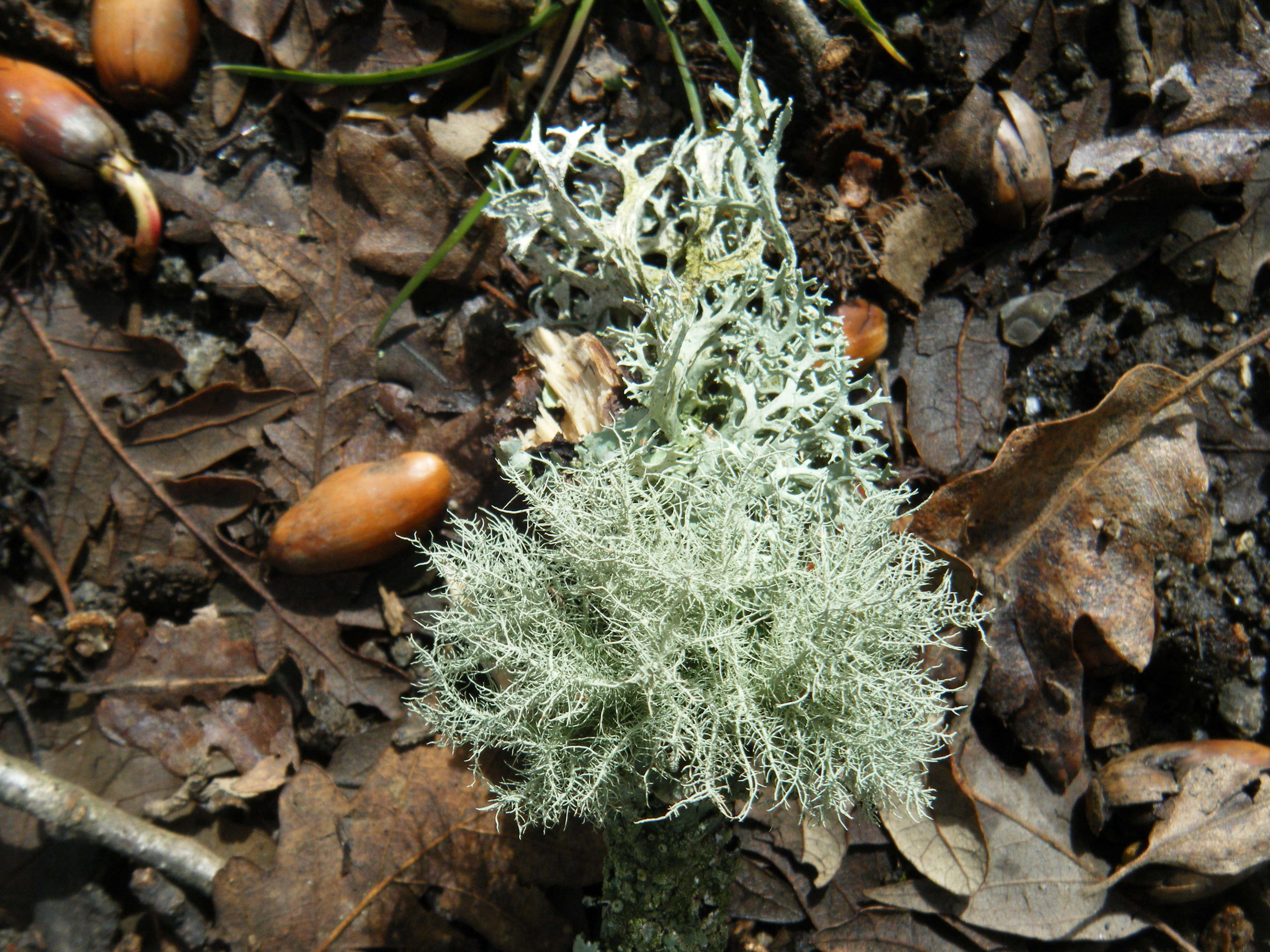 Image of ring lichen