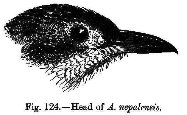 صورة Turdoides nipalensis (Hodgson 1836)