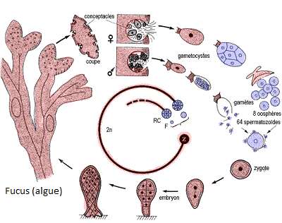 Imagem de Fucus Linnaeus 1753