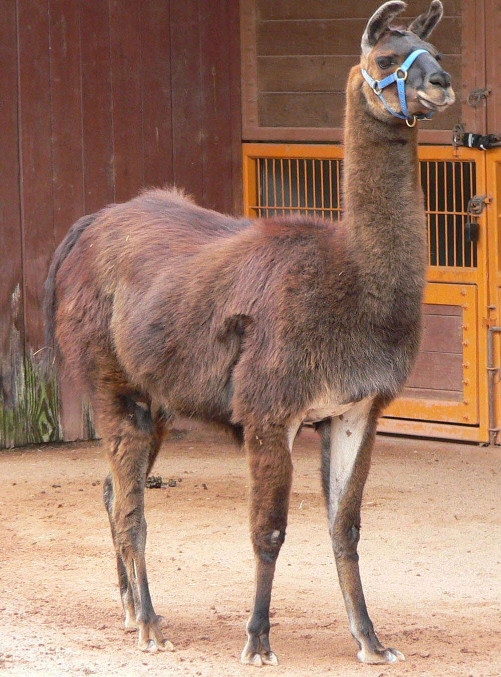 Image of llama