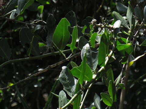 Image de Capparis sepiaria var. citrifolia (Lam.) Tölk.