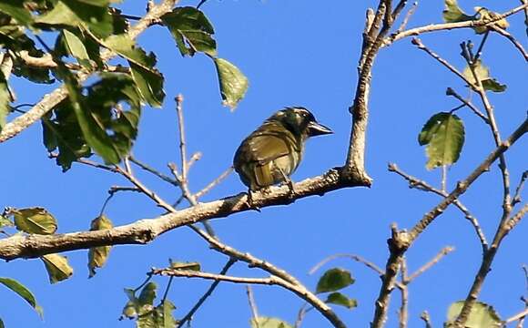 Image of Green Barbet