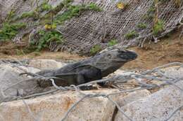 Image of Cape Spinytail Iguana