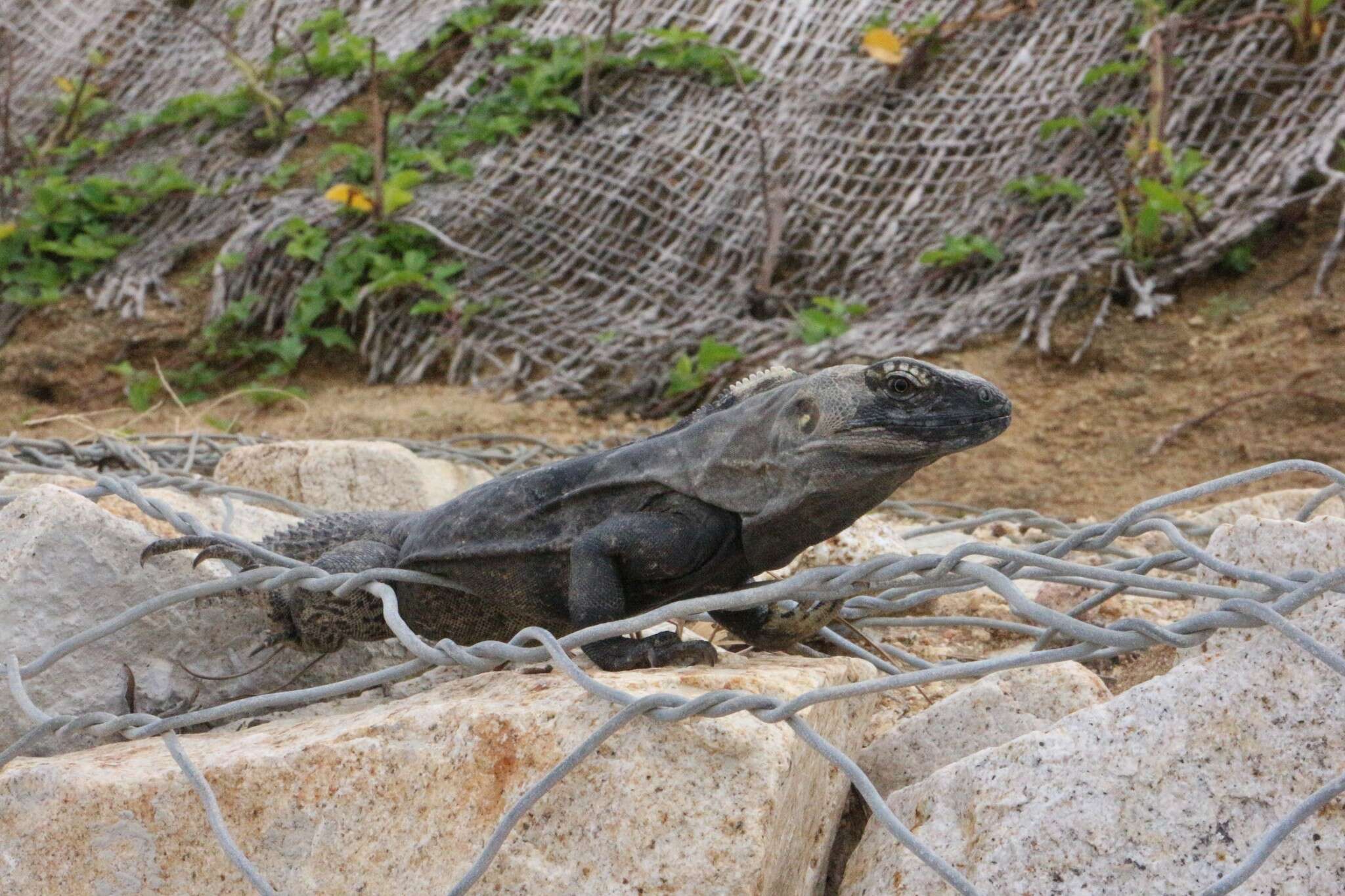 Image de Ctenosaura hemilopha (Cope 1863)