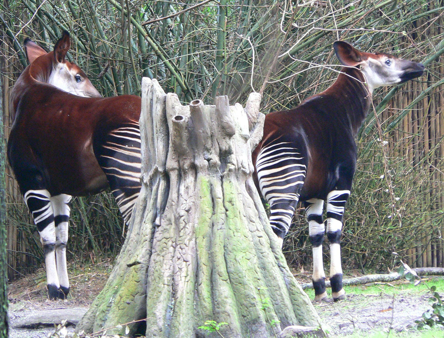 Image of Forest Giraffes