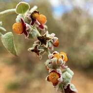 Image of Chenopodium curvispicatum P. G. Wilson