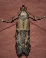 Image of Brower's Vitula Moth