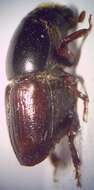 Image of Elm bark beetle