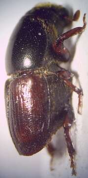 Image of Scolytus scolytus (Fabricius & J. C. 1775)