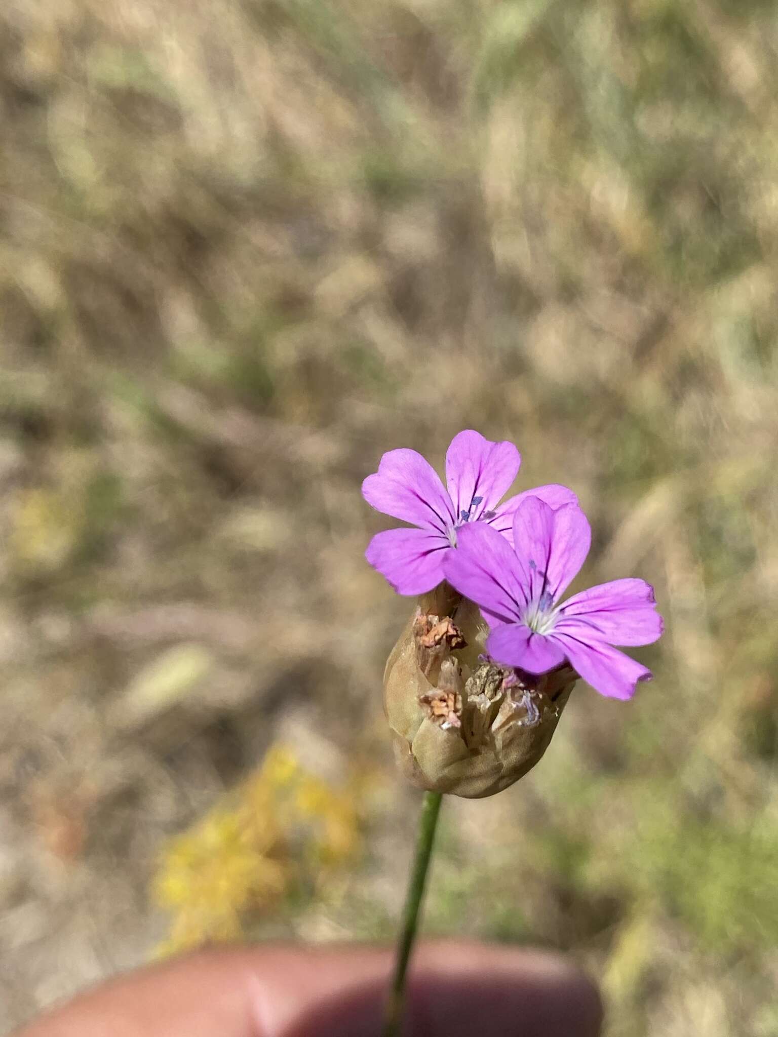 Image of proliferous pink