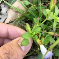 Image of Torenia violacea (Azaola ex Blanco) Pennell