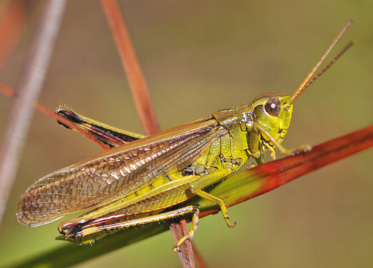 Imagem de Stethophyma gracile (Scudder & S. H. 1862)