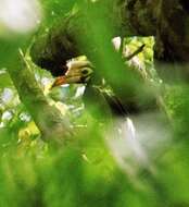 Image of Palawan Hornbill