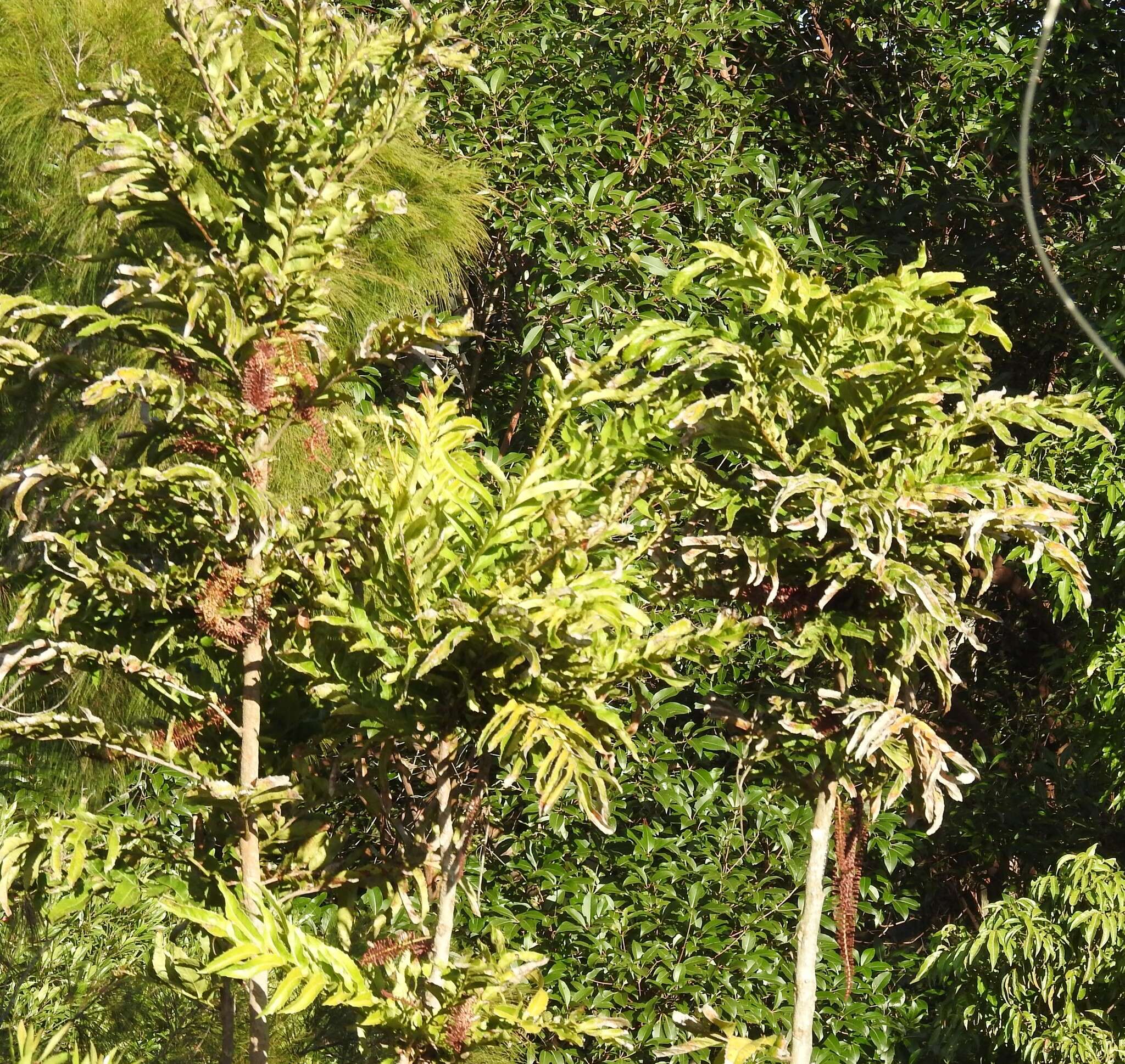 Image of Hicksbeachia pinnatifolia F. Müll.