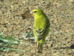 Image of Crithagra sulphurata wilsoni Roberts 1936