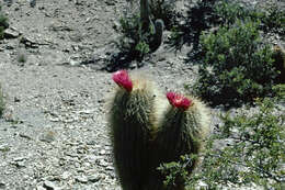 Imagem de Echinopsis tarijensis (Vaupel) H. Friedrich & G. D. Rowley