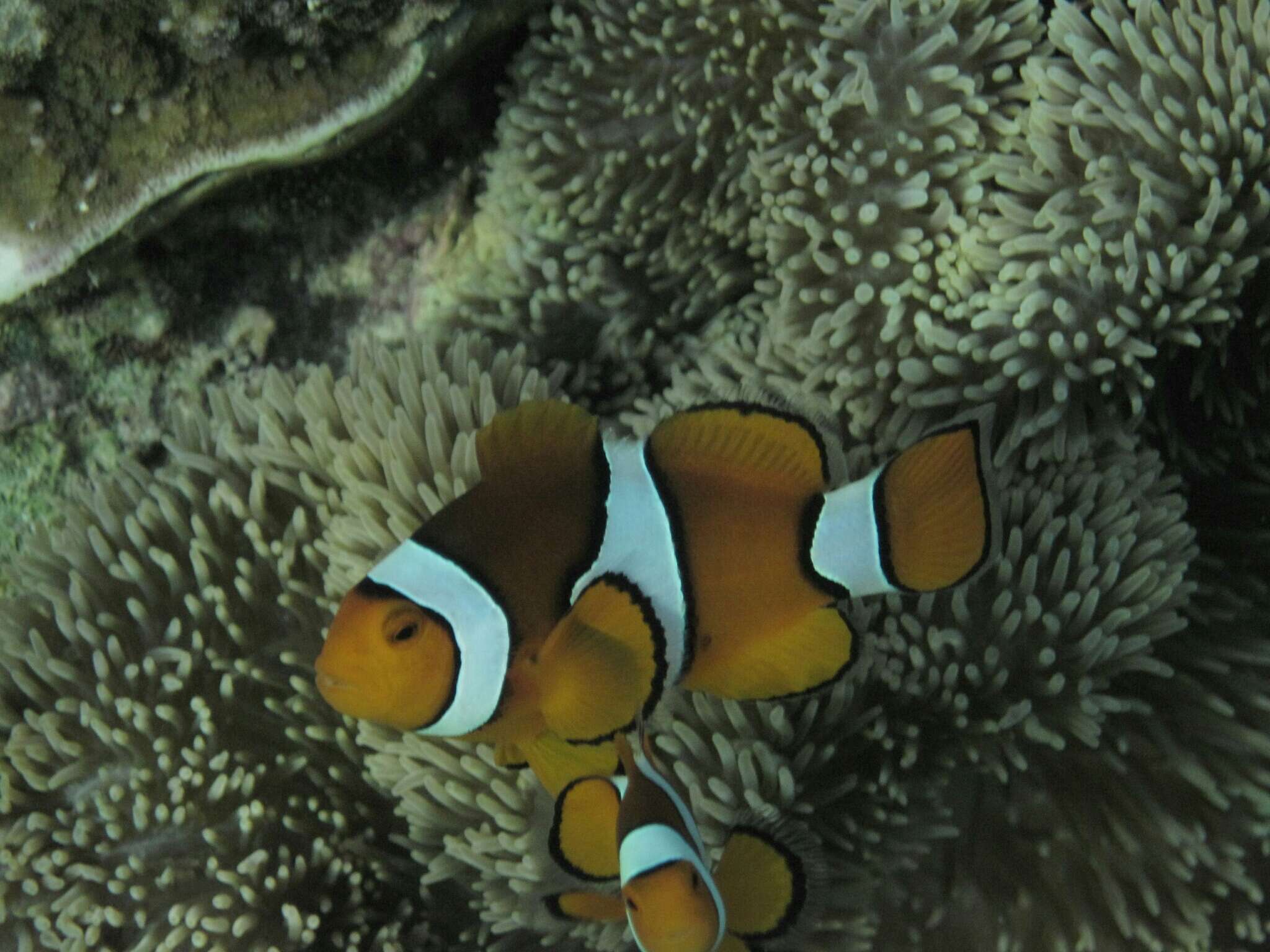 Image of Common clownfish