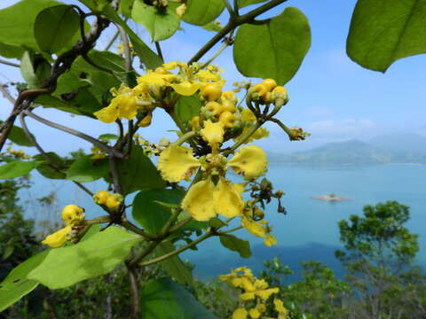 Image of Brazilian golden vine