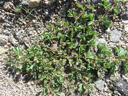 Image of strigose bird's-foot trefoil